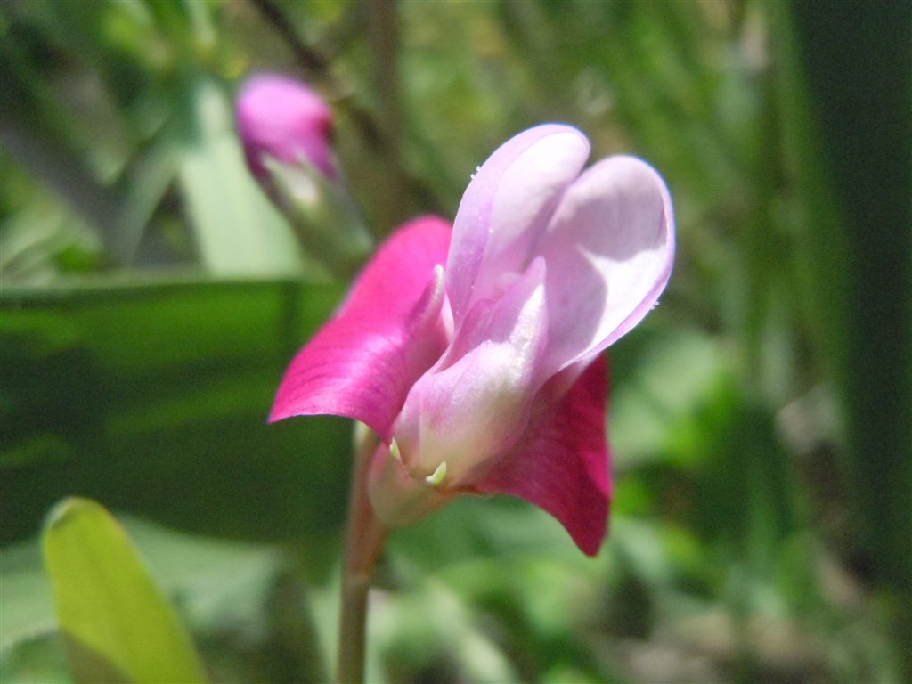 Lathyrus clymenum / Cicerchia porporina